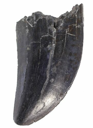 Serrated, Tyrannosaur Tooth - Judith River Formation #63121